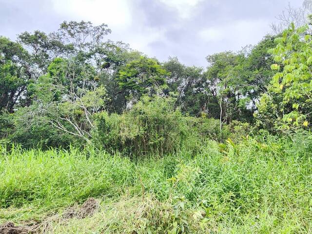 Terreno para Venda em Itanhaém - 4