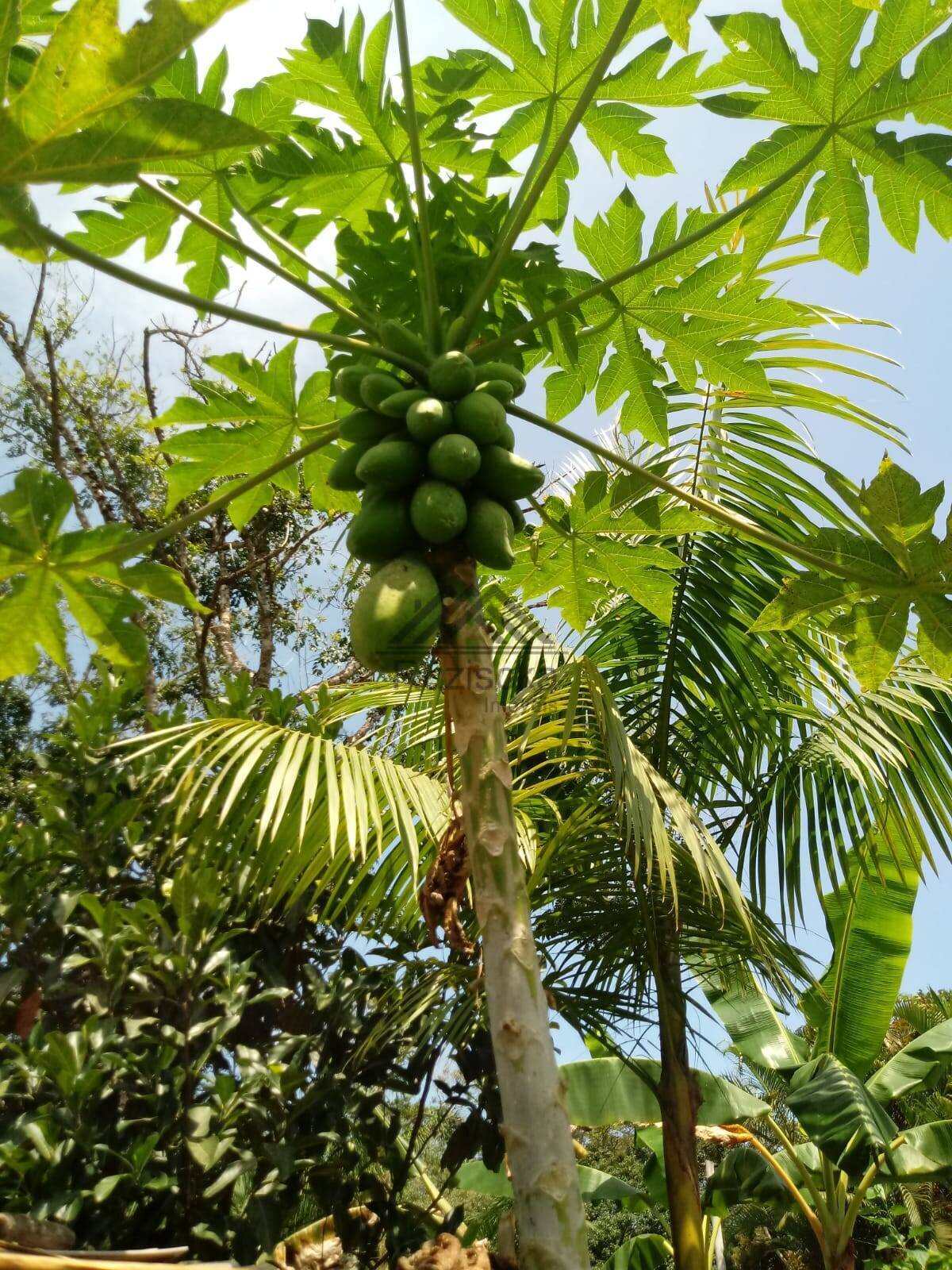 Fazenda à venda com 5 quartos, 2000m² - Foto 16